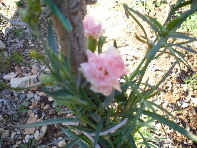Name:  SDC11889 copy.jpg
Views: 788
Size:  66.2 KB