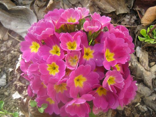Name:  uha- yapraksz.JPG
Views: 1336
Size:  60.8 KB