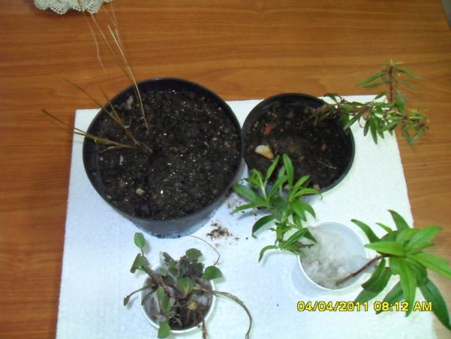 Name:  008.jpg
Views: 475
Size:  41.4 KB
