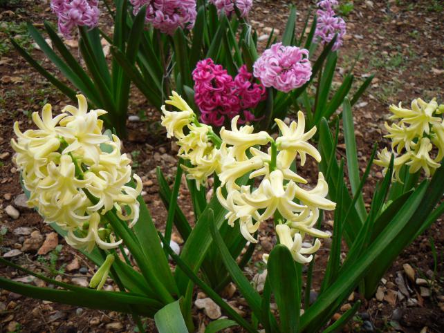 Name:  SDC11920 copy.jpg
Views: 731
Size:  70.9 KB