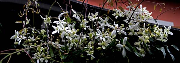 Name:  ARMANDI2I.jpg
Views: 1140
Size:  55.2 KB