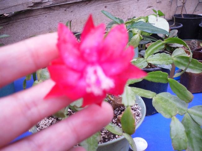 Name:  SDC11937 copy.jpg
Views: 710
Size:  45.6 KB