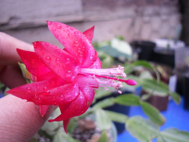 Name:  SDC11939 copy.jpg
Views: 683
Size:  34.4 KB