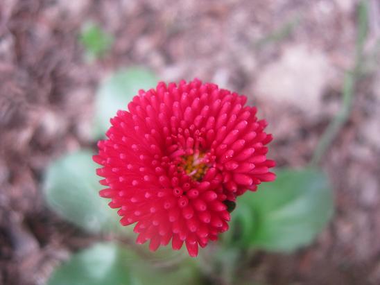 Name:  bellis.JPG
Views: 916
Size:  37.7 KB