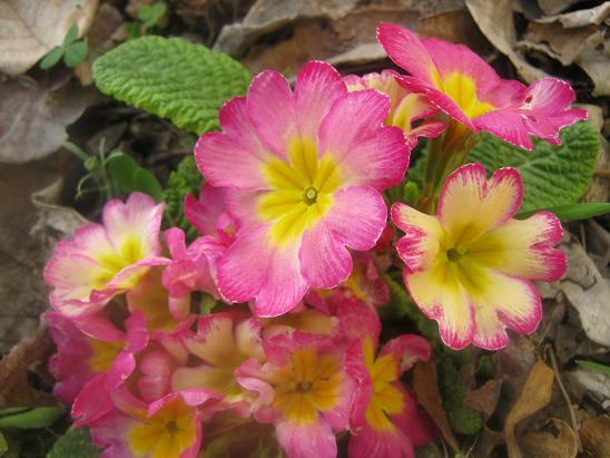 Name:  uha 1.JPG
Views: 991
Size:  53.7 KB