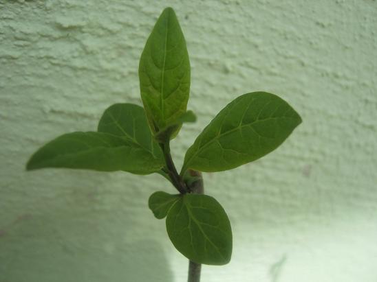 Name:  solanum.JPG
Views: 935
Size:  34.2 KB