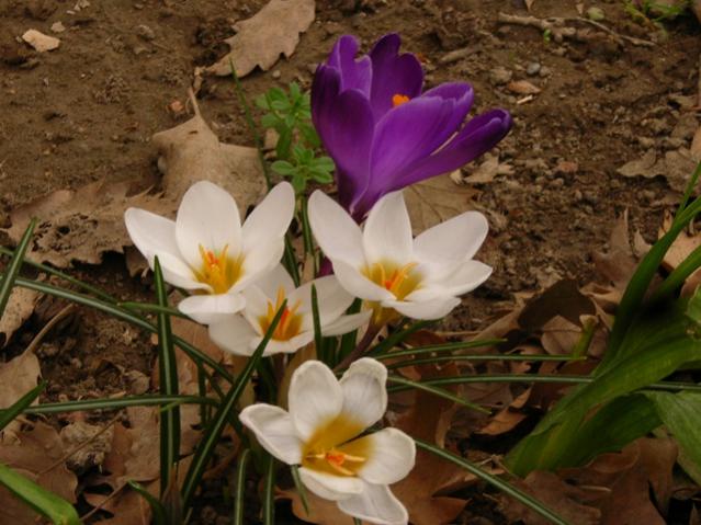 Name:  DSCN4525.jpg
Views: 561
Size:  51.4 KB