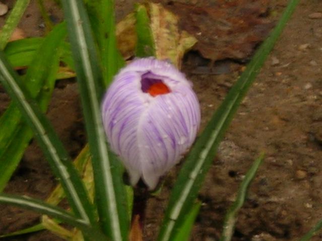 Name:  DSCN4549.jpg
Views: 565
Size:  37.8 KB
