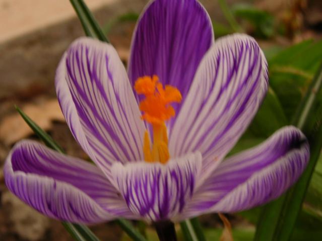 Name:  DSCN4529.jpg
Views: 686
Size:  35.0 KB