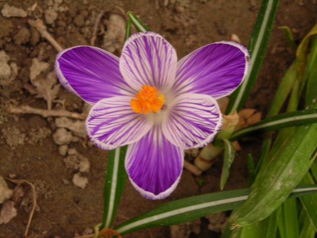 Name:  DSCN4531.jpg
Views: 678
Size:  42.5 KB