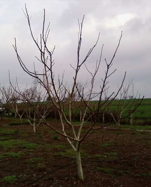 Name:  Budamas yaplm 4 yanda chadler.jpg
Views: 2127
Size:  29.3 KB