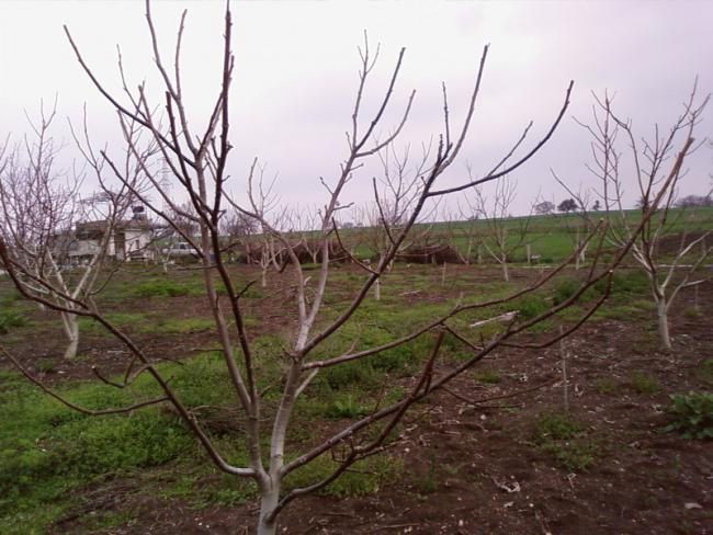 Name:  Budamas yaplm 4 yamda pedro.jpg
Views: 3836
Size:  57.6 KB