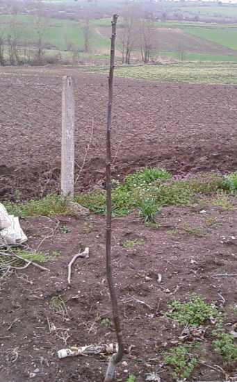 Name:  Tepesi vurulmu fidan.jpg
Views: 2929
Size:  32.4 KB