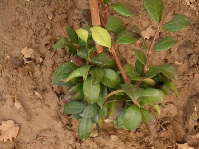 Name:  DSCN4444.jpg
Views: 534
Size:  50.8 KB