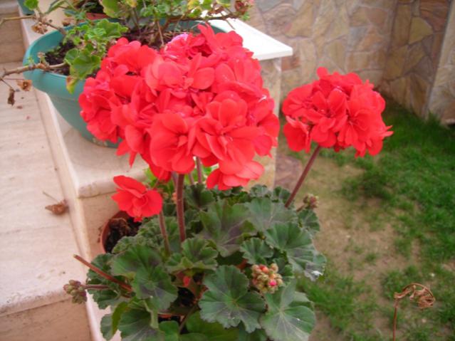 Name:  DSCN4607.jpg
Views: 922
Size:  45.3 KB