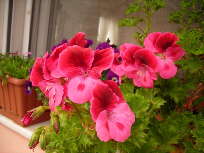 Name:  DSCN4600.jpg
Views: 542
Size:  49.4 KB