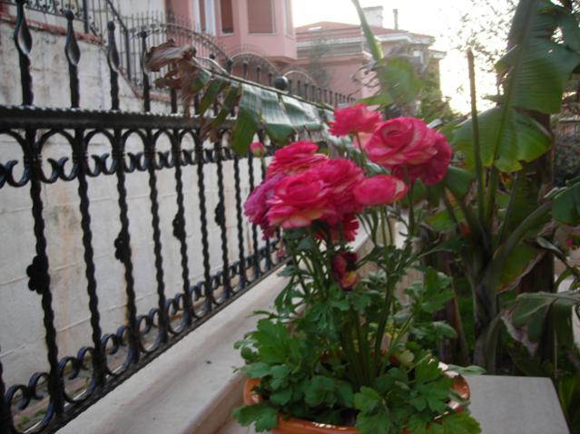Name:  DSCN4742.jpg
Views: 929
Size:  51.3 KB