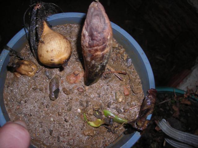 Name:  DSCN4611.jpg
Views: 516
Size:  47.2 KB