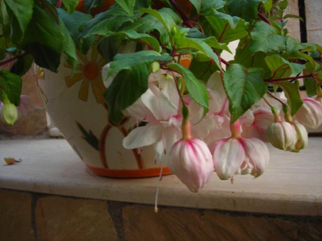 Name:  DSCN4740.jpg
Views: 512
Size:  36.6 KB