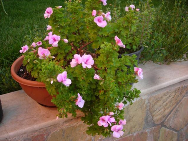 Name:  DSCN4727.jpg
Views: 511
Size:  57.2 KB