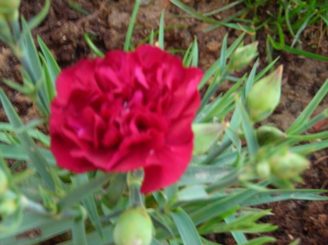 Name:  DSCN4762.jpg
Views: 530
Size:  41.1 KB