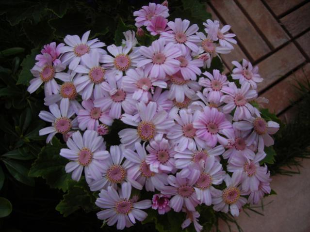 Name:  DSCN4698.jpg
Views: 527
Size:  45.8 KB