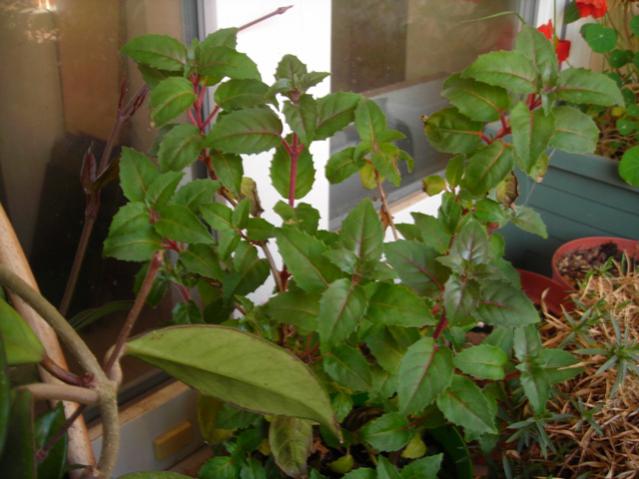 Name:  DSCN4694.jpg
Views: 591
Size:  44.5 KB