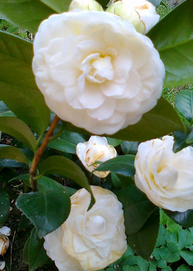 Name:  09042011442.jpg
Views: 1107
Size:  68.8 KB