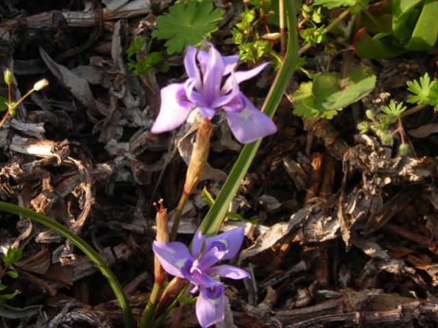 Name:  DSCN4776.jpg
Views: 486
Size:  58.0 KB
