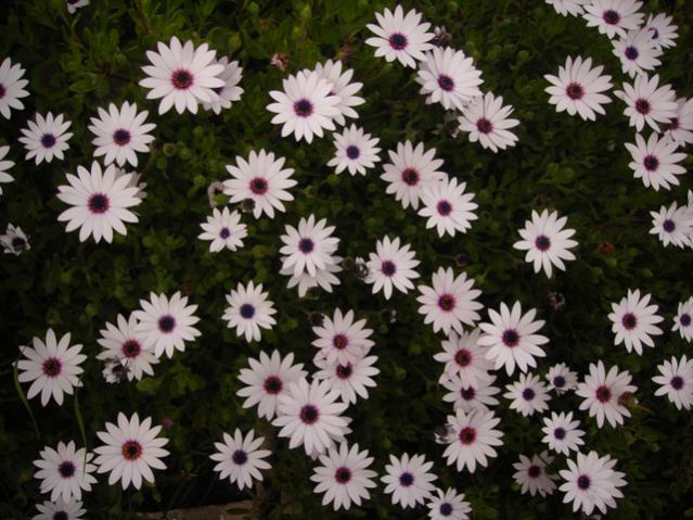Name:  DSCN4689.jpg
Views: 456
Size:  60.0 KB