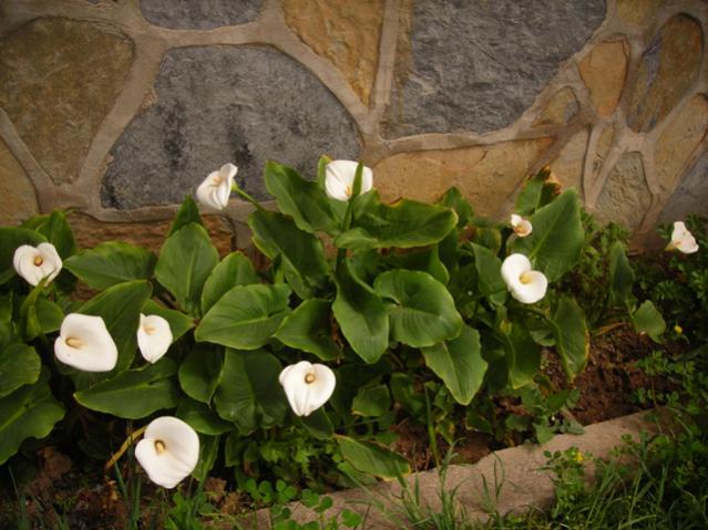 Name:  DSCN4683.jpg
Views: 481
Size:  52.4 KB