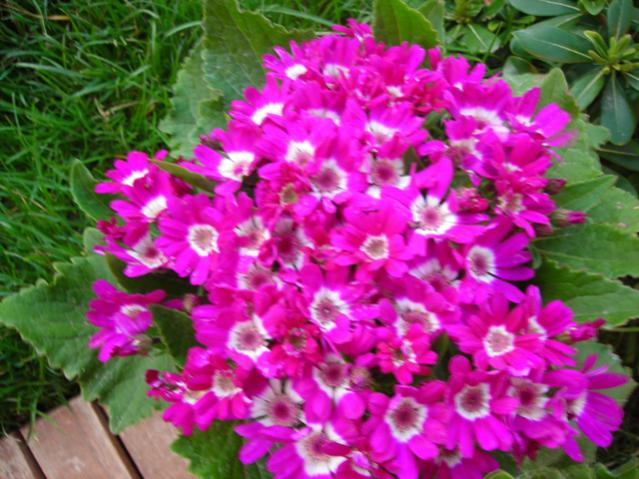 Name:  DSCN4701.jpg
Views: 479
Size:  59.5 KB