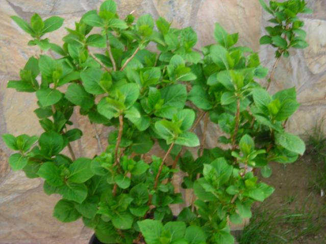 Name:  DSCN4769.jpg
Views: 594
Size:  45.5 KB