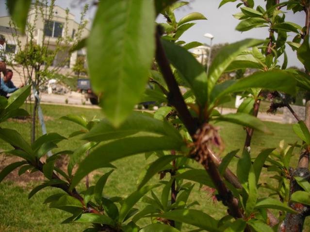 Name:  DSCN4781.jpg
Views: 577
Size:  48.7 KB