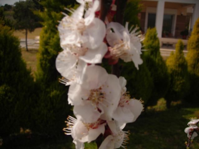 Name:  DSCN4786.jpg
Views: 544
Size:  30.5 KB