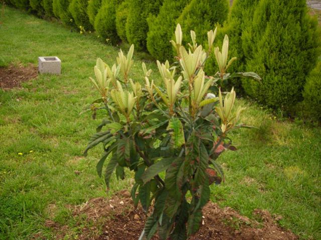 Name:  DSCN4625.jpg
Views: 556
Size:  66.6 KB