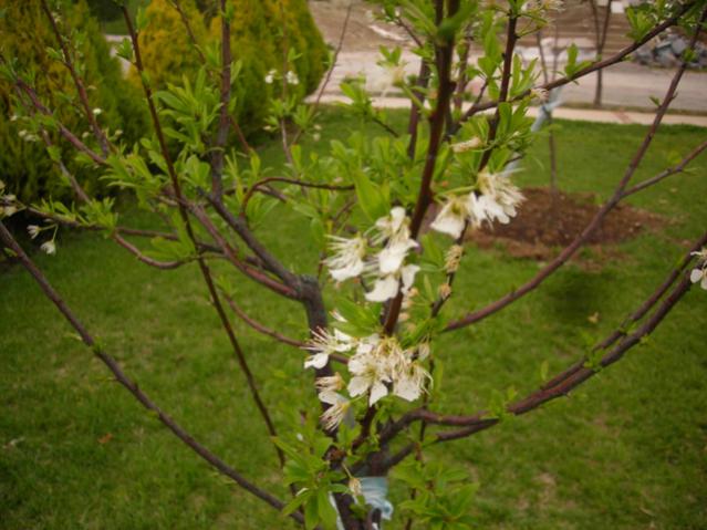 Name:  DSCN4616.jpg
Views: 571
Size:  50.0 KB