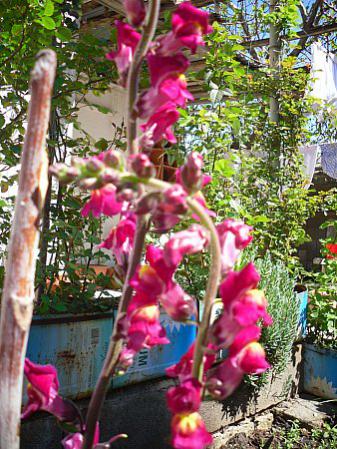 Name:  SDC11951.jpg
Views: 761
Size:  51.9 KB