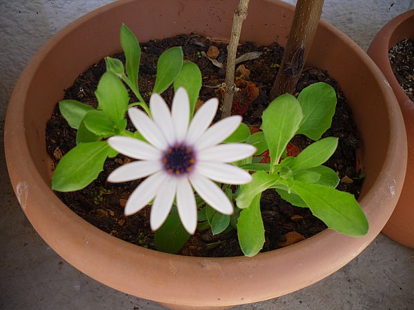 Name:  SDC11955.jpg
Views: 723
Size:  57.7 KB
