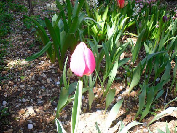 Name:  SDC11961.jpg
Views: 750
Size:  68.2 KB