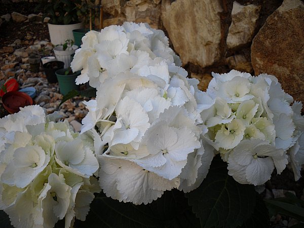 Name:  SDC11962.jpg
Views: 726
Size:  60.8 KB