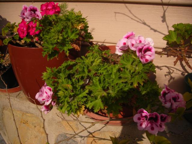 Name:  DSCN4899.jpg
Views: 526
Size:  50.6 KB