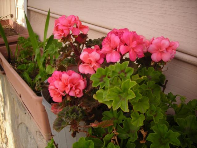 Name:  DSCN4900.jpg
Views: 481
Size:  45.2 KB