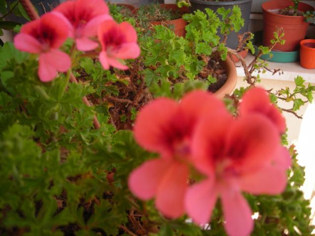 Name:  DSCN4910.jpg
Views: 635
Size:  41.1 KB