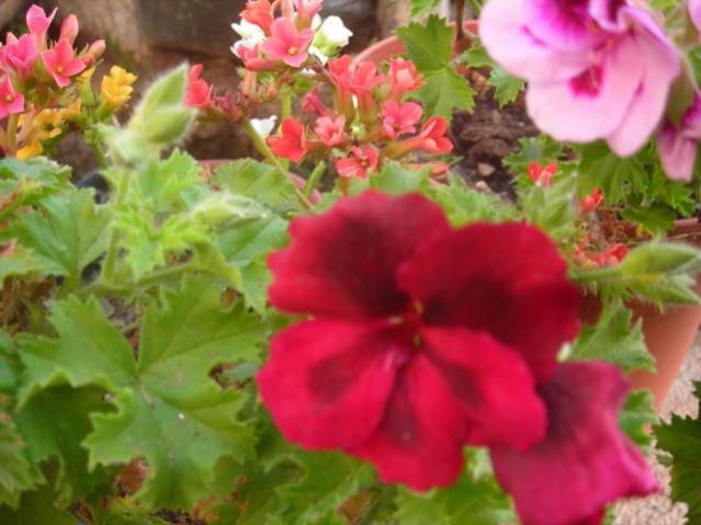 Name:  DSCN4922.jpg
Views: 618
Size:  42.0 KB
