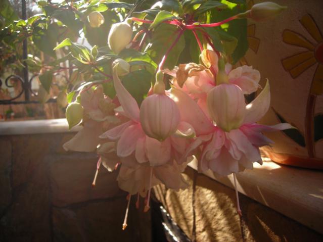 Name:  DSCN4929.jpg
Views: 594
Size:  36.8 KB