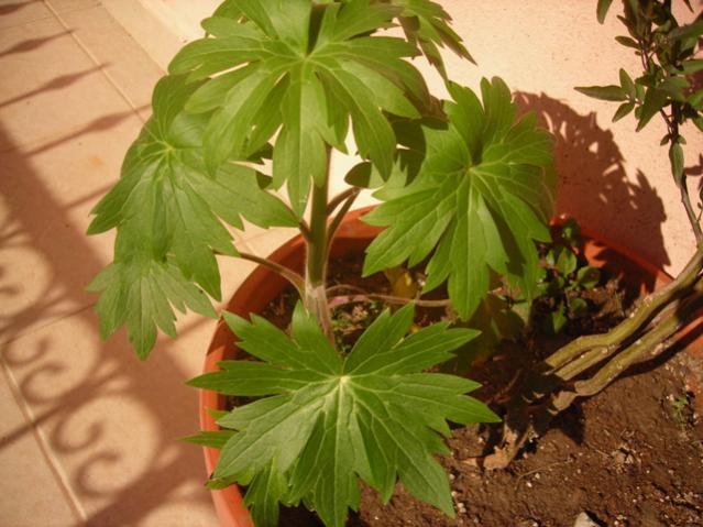 Name:  DSCN4936.jpg
Views: 610
Size:  49.6 KB