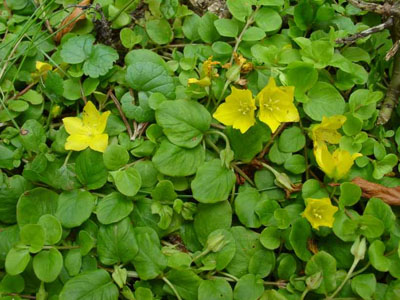 Name:  Lysimachia Nummularis.jpg
Views: 2991
Size:  69.2 KB