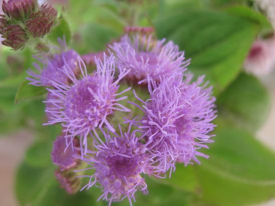 Name:  eflatun vapurduman.JPG
Views: 1521
Size:  44.0 KB