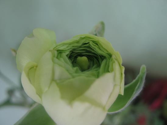 Name:  beyaz erengl.JPG
Views: 1718
Size:  28.6 KB